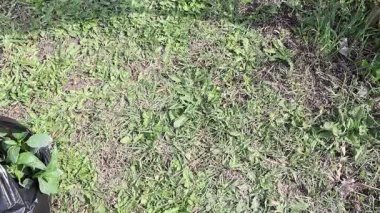 Siyah bir bahçe atığı torbasının yanında, doğa ve bahçıvanlıkla ilgili konular için ideal, yemyeşil bir çimen tarlası bulunur.