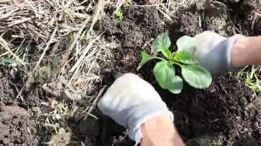Eller dikkatli bir şekilde sağlıklı fideleri verimli ve güzel bir bahçeyi beslemek için zengin ve besleyici topraklara ekiyor.