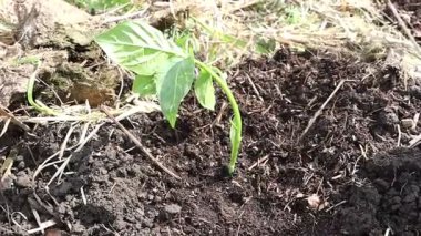 İşte zengin verimli topraktan güzel bir şekilde filizlenen sağlıklı ve genç bir biber filizinin yakından görüntüsü.