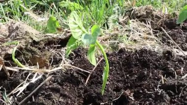 Eller, sıcak güneş ışığında yıkanırken sağlıklı bir tohumu verimli topraklara dikkatlice ekiyor.
