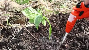 Zengin topraklarda yetişen genç ve canlı bir bitkiyi nazikçe sulamak için bir el spreyini ustalıkla kullanan bir el resmi.