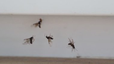 Düz bir yüzeyde büyük detaylarla gezinirken sinekleri yakalayan bir dizi yakın çekim çerçevesi.