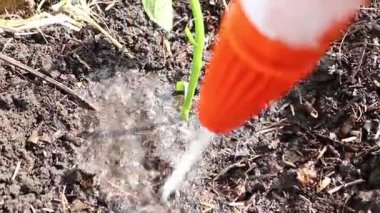 Zengin topraklara yerleştirilmiş küçük bir bitkiyi sulamanın yakın çekim görüntüsü, onu çeşitli bahçe temaları için mükemmel kılıyor.