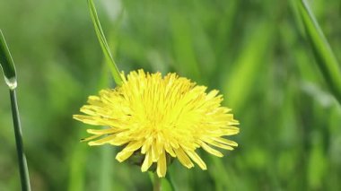 Yakından bakınca yeşil çimenlerin yemyeşil zeminine serpilmiş parlak sarı bir karahindiba çiçeği görülüyor.