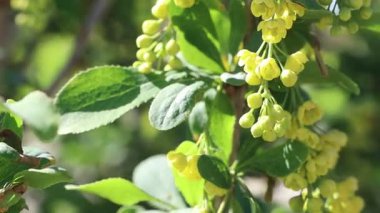 Bir yaban arısı, yemyeşil bir çalılıkta parlak sarı çiçekleri tozlaştırıyor, güzellikleri ve uyumu sergiliyor.