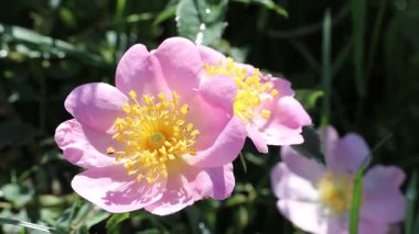 Parlak sarı merkezli canlı pembe çiçekler güneş ışığında parlıyor, tüm doğa meraklıları için ideal.