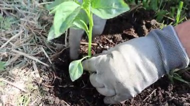 Bir bahçıvan genç bir tohumu canlı bir bahçede filizlendirir, büyümesini sağlar ve güzelliğini kucaklar.