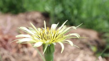 Zarif taç yapraklarıyla çarpıcı sarı bir çiçek canlı bir manzarada baharın özünü yakalar..