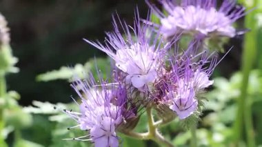 Parlak güneş ışığıyla eşsiz özelliklerini vurgulayan canlı, mor çiçekli bir bitkinin çarpıcı yakın çekimi.