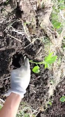 Kendini işine adamış bir bahçıvan canlı ve sağlıklı bir bahçe alanı yetiştirmek için özenle fidanlar dikiyor.