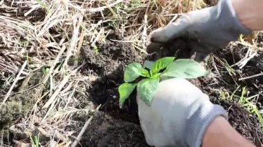 Kendini adamış bir bahçıvan, besleyici topraklarda filizlenir ve bol miktarda hasat için onları besler.