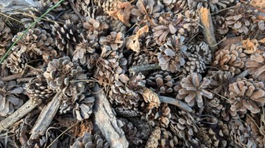 Yakından çekilen çam kozalakları ve dalları orman zemininde, gösterişli dokular güzel bir şekilde karmaşık.