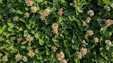 Bolca narin çiçek ve zengin, yeşil, sağlıklı yeşilliklerin bulunduğu gür ve canlı bir yonca tarlası.