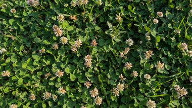 Güzel, yemyeşil bir tarla yonca ve küçük beyaz çiçeklerle süslenmiş, doğa aşıkları için mükemmel.