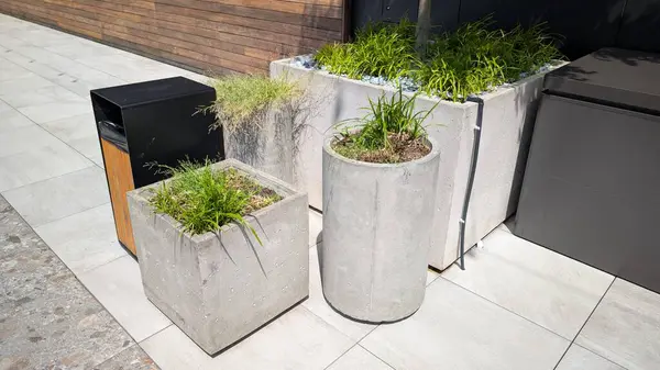 Şık, modern beton ekiciler. Güzel tasarlanmış bir açık alanda yemyeşil çimlerle dolu.