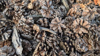 Çam kozalaklarının canlı ve zengin bir görüntüsü dingin bir orman ortamında güzel dağılmış dalların yanında.