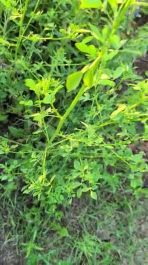 Canlı yeşil bitkilerin ve çiçek açan mor çiçeklerin yakın plan görüntüsü neşe verir.