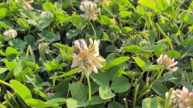 Meşgul bir arı özenle çiçek açan yonca çiçeklerinden güzel yemyeşil bir alanda polen topluyor.