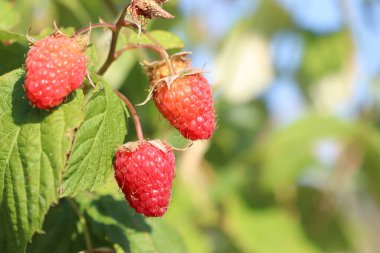 Sarmaşığa asılmış canlı ahududular, parlak güneş ışığında zengin renklerini ve dokularını sergiliyorlar.