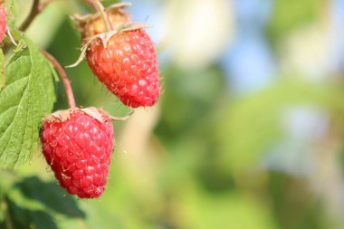 Sarmaşıkta olgunlaşan canlı kırmızı ahududular herkesi eğlenmeye davet eden karşı konulmaz cazibelerini sergiliyorlar.