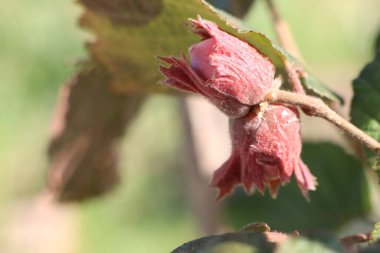 Pembe çiçek tomurcuklarının parlak güneşli bir günde yumuşak ve kürksü dokusuna sahip güzel detaylı bir yakın çekim görüntüsü.