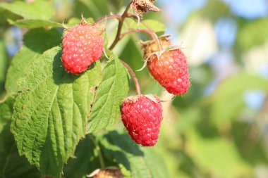 Sulu, olgun ahududular, her tarafı yemyeşil yapraklarla çevrili sıcak güneş ışığı altında ışıl ışıl parlıyorlar.