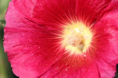 Canlı kırmızı bir çiçeğin çarpıcı yakın plan görüntüsü. Karmaşık detaylarını ve güzel dokularını gözler önüne seriyor.