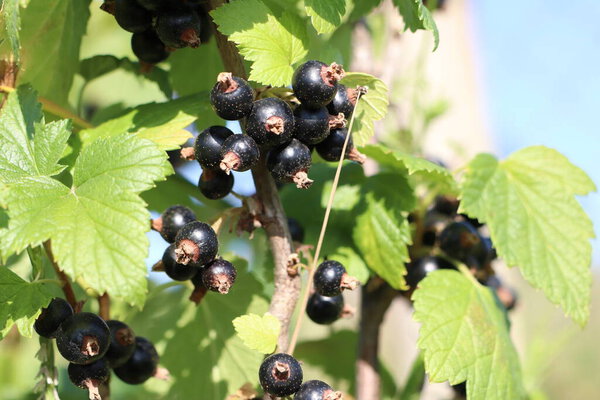 Vibrant and juicy black currants are ripening beautifully on a vine, surrounded by lush, green foliage