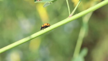 Doğada bulunan canlı yeşil saplar ve yemyeşil yapraklar üzerinde dinlenen sevimli uğur böceğinin detaylı görüntülerini keşfedin.