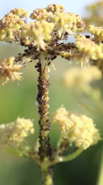 Yaprak bitleriyle kaplanmış sarı çiçekli bitkilerin canlı görüntüsü, karmaşık etkileşimler sergiliyor.