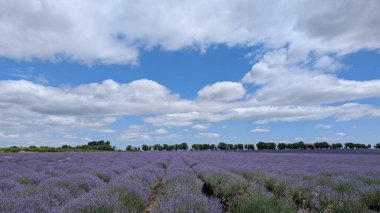 Tüylü beyaz bulutlarla dolu berrak mavi gökyüzünün altında canlı, renkli bir lavanta tarlası görkemli bir şekilde çiçek açar.