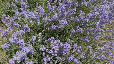 Güneşli bir ortamda gürleyen ve gelişen nefes kesici, canlı mor lavanta çiçekleri.
