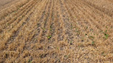 Bir hava görüntüsü, ekin kalıntılarıyla birlikte toprağı da ortaya çıkararak muazzam bir kuru ve hasat edilmiş tarla görüntüsü yakalıyor.