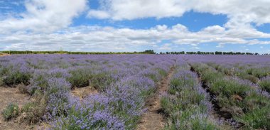 Nefes kesici bir panoramik manzara açık mavi gökyüzünün altında zarif bir şekilde açan canlı lavanta tarlalarını gösteriyor.