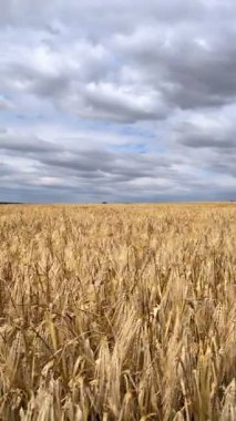 Büyüleyici güzellikteki altın buğday tarlaları dramatik bulutlu gökyüzünün altında muhteşem bir şekilde uzanıyor.