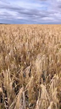 Gökyüzündeki dramatik bulutların altında uzanan uçsuz bucaksız altın bucaksız bir buğday tarlasının nefes kesici ve çarpıcı manzarasına dikkatle bakın.
