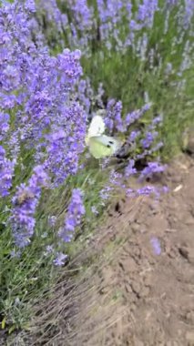 Güzelce narin bir kelebek zarif bir şekilde sallanır ve bahçede canlı lavanta çiçekleri arasında dans eder.