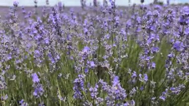 Zarif lavanta tarlaları canlı mor çiçekler sergiliyor ve güneşli bir manzarada yemyeşil..