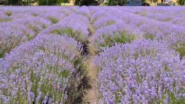 Göz kamaştırıcı bir lavanta alanı, canlı mor çiçekler ve dingin yollar, rahatlamak için mükemmel..