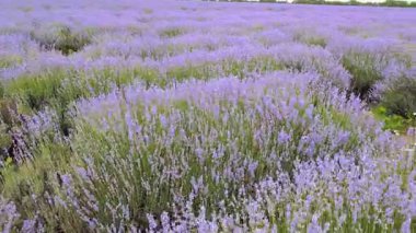Güzel, canlı mor çiçeklerle dolu uçsuz bucaksız lavanta tarlalarının nefes kesici ve çarpıcı manzarası.