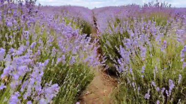 Bulun ve büyüleyici renklerde açan lavanta çiçekleriyle dolu büyüleyici bir patikada dolaşın.