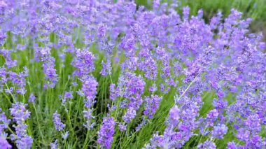 Mor lavanta çiçeklerinin göz kamaştırıcı ve canlı bir görüntüsü. Güzellik dolu güneşli bir alanda usulca sallanıyor.