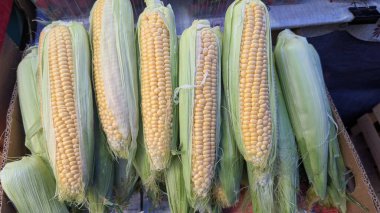 Lezzetli altın çekirdeklerini ve yeşil kabuklarını sergileyen koçandaki canlı taze mısırlar.