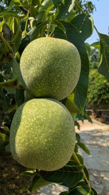 Taze yeşil elmalar, doğanın ve meyve çeşitliliğinin güzelliğini gösteren bir ağaçta bol bol yetişir.