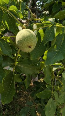 Ağaçtan sarkan yemyeşil bir meyvenin yakın çekimi, yemyeşil yapraklarla çevrili, doğal güzellikler sergiliyor..