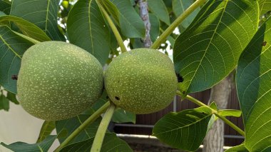 Taze ve yeşil cevizler yemyeşil yapraklarla çevrili bir ağaçta belirgin bir şekilde yetişiyor.