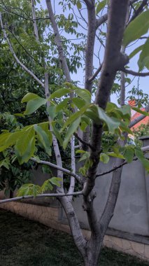 Huzurlu ve sakin bir arka bahçe. Bereketli yeşil yapraklar sergileniyor. Güzel bir ağaçta, berrak mavi gökyüzüne karşı.