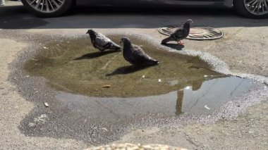 Güneşli güzel bir günde, üç neşeli güvercin parktaki su birikintisine serinletici bir dalış yapıyorlar.