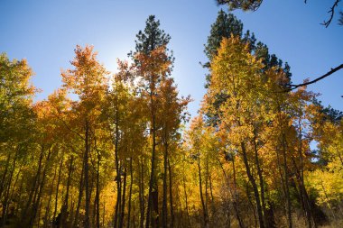 Tall Deciduous Forest in Fall Changing Colors
