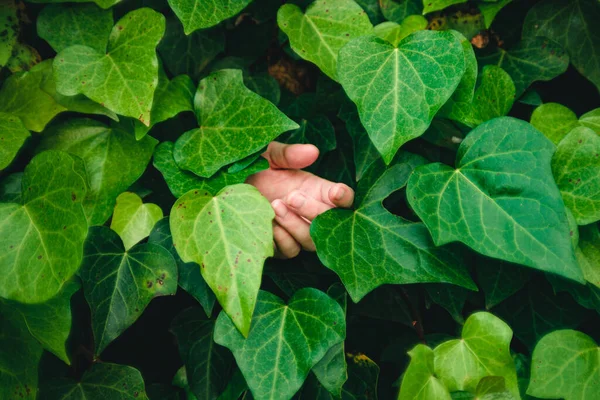 Mão Surreal Alcança Através Folhas Grossas Planta Hera — Fotografia de Stock